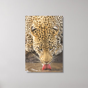 Leopard som dricker, mer underbar Kruger Canvastryck
