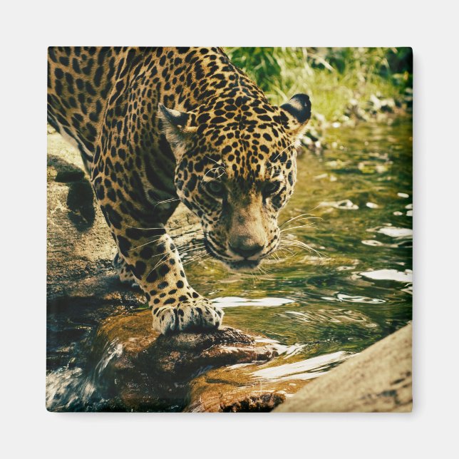 Leopard som korsar en bäck fotografi magnet (Framsidan)