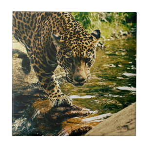 Leopard som passerar ett strömfoto kakelplatta
