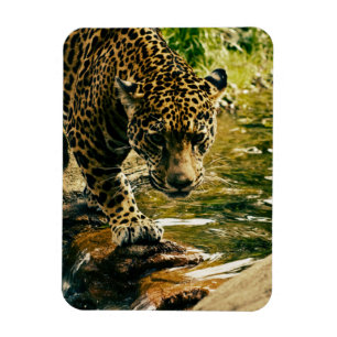 Leopard som passerar ett strömfoto magnet