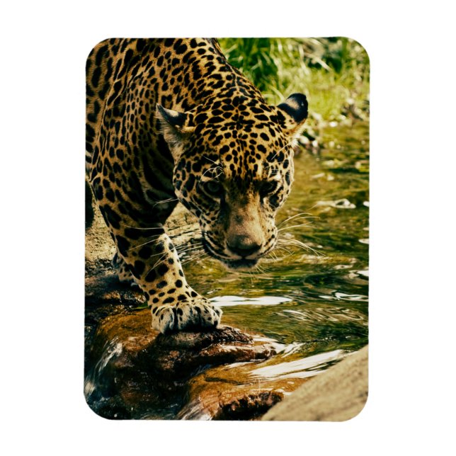 Leopard som passerar ett strömfoto magnet (Vertikal)
