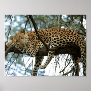 Leopard som vilar i träd poster