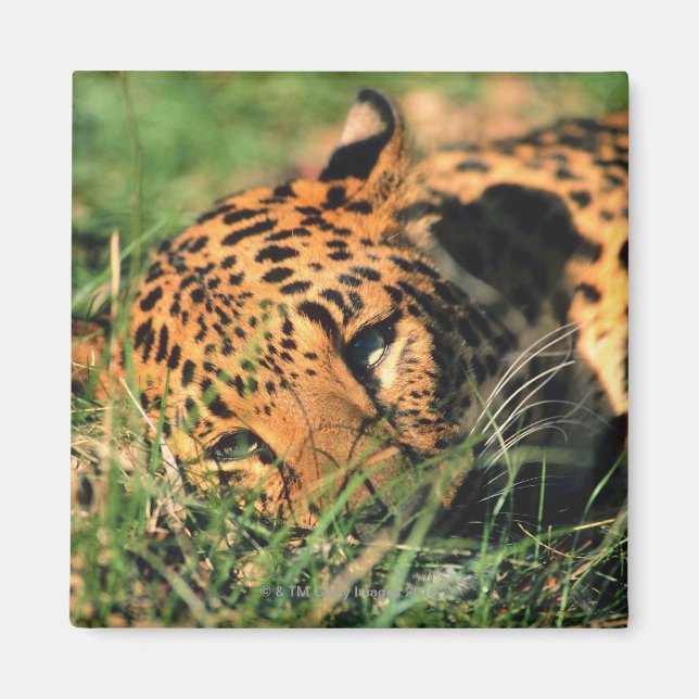 Leopard som vilar på gräs magnet (Framsidan)