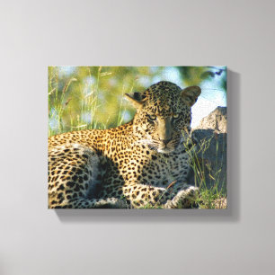 leopard som vilar pantherapardusen Kruger Canvastryck