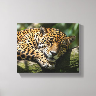 leopard sovande canvas väggkonst