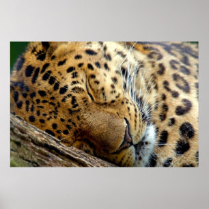 Leopard sovande poster
