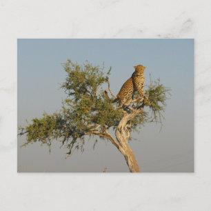 leopard spotting vykort