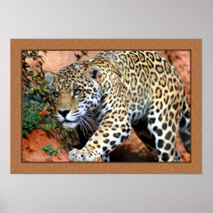 Leopard Stalking Closeup Photography Poster