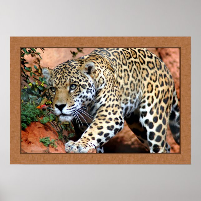 Leopard Stalking Closeup Photography Poster (Framsidan)