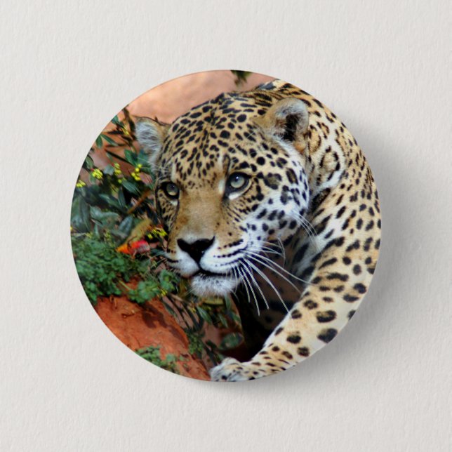 Leopard Stalking Macro Knapp (Framsida)