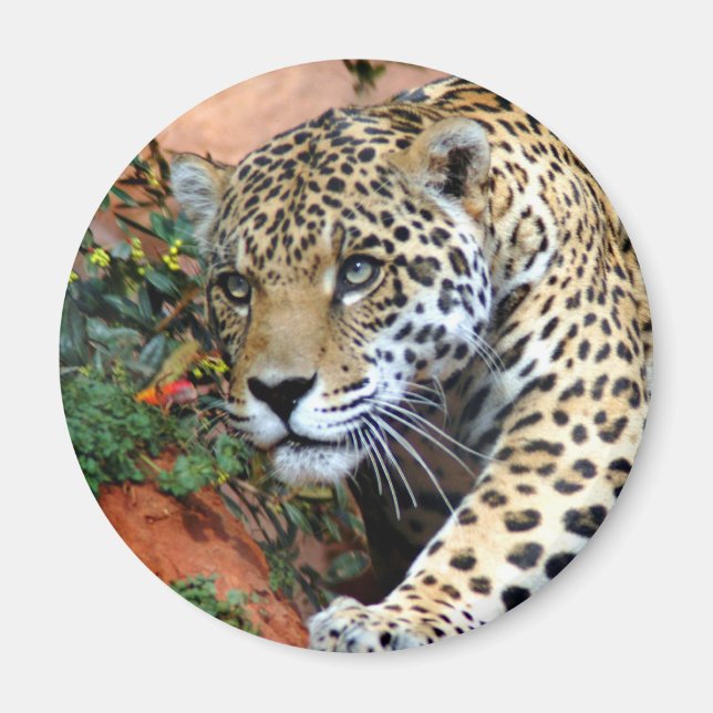 Leopard Stalking Macro Magnet (Framsidan)