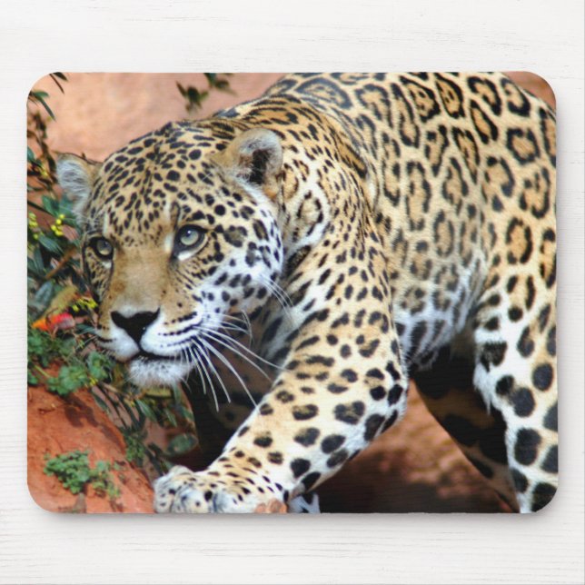 Leopard Stalking Macro Musmatta (Framsidan)