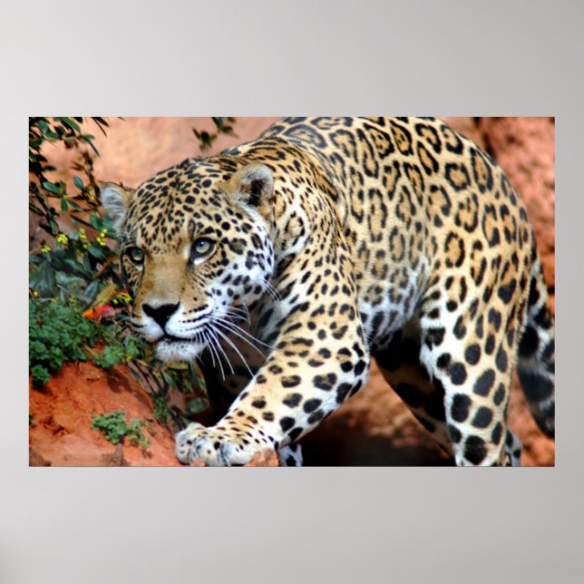 Leopard Stalking Macro Poster (Framsidan)