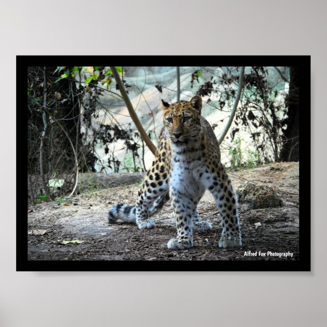 Leopard Stance Porträtt Poster (Framsidan)