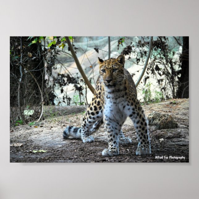 Leopard Stance Porträtt Poster (Framsidan)
