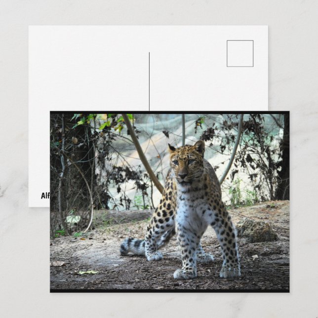 Leopard Stance Porträtt Vykort (Fram/baksida)