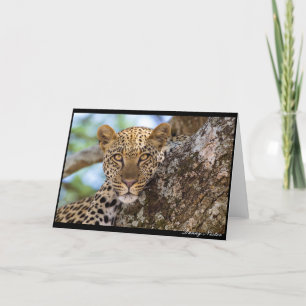 Leopard Stare Kort