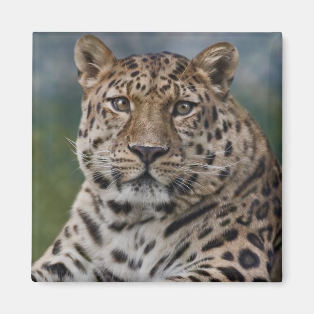 Leopard Tanke Magnet (Framsidan)