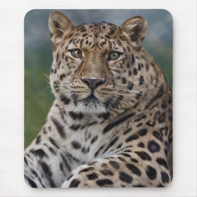 Leopard Tanke Musmattor (Framsidan)
