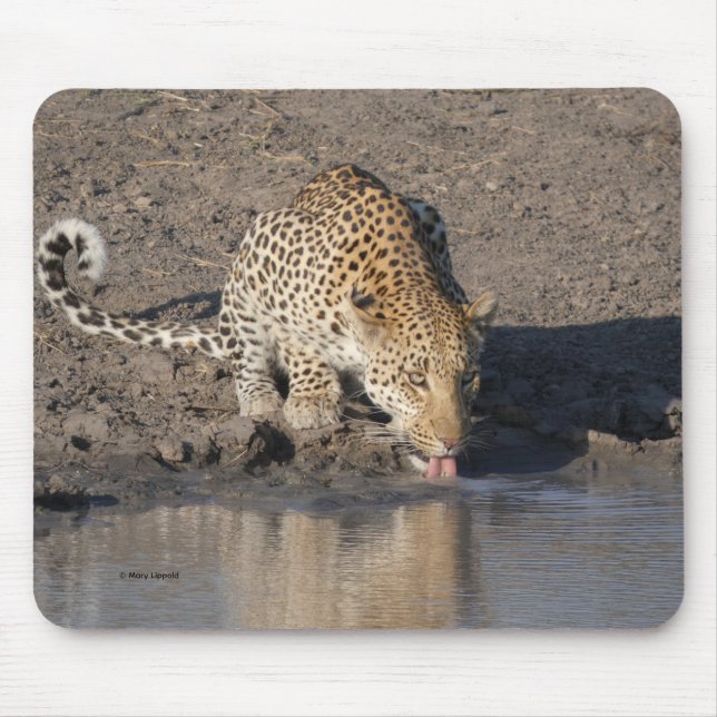 LEOPARD TAR EN DRINK MUSMATTA (Framsidan)