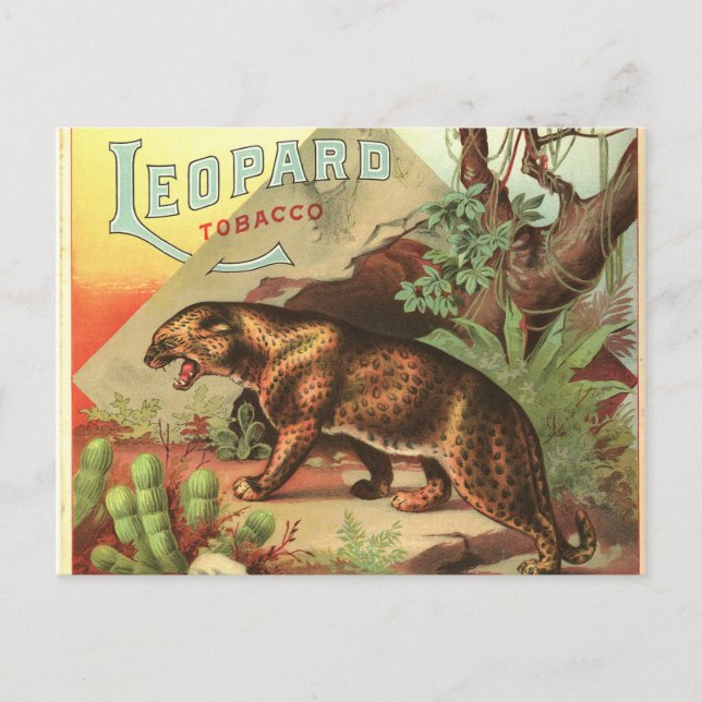 Leopard Tobacco 1900 Vykort (Framsida)