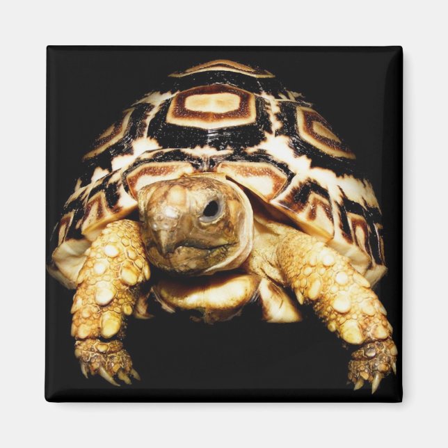 Leopard Tortoise Magnet (Framsidan)