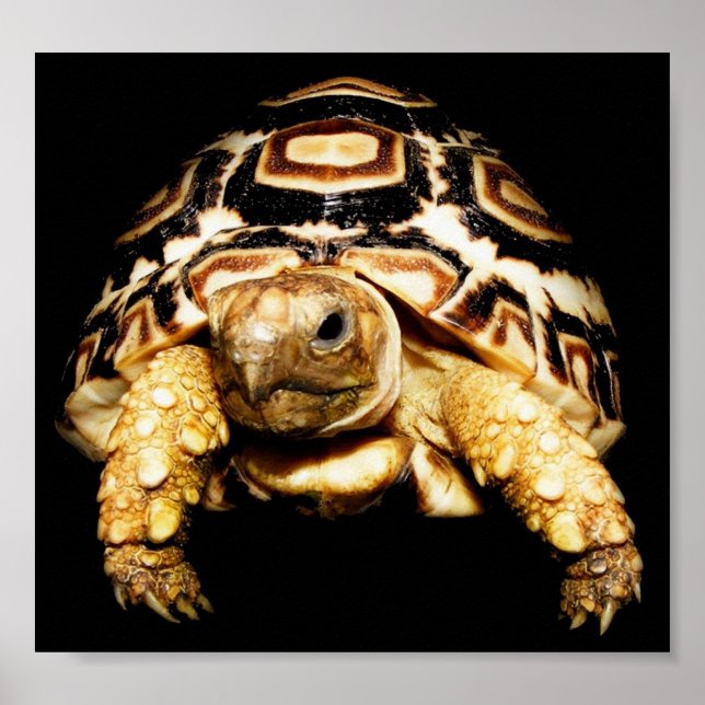 Leopard Tortoise Poster (Framsidan)
