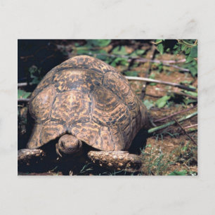 Leopard tortoise vykort