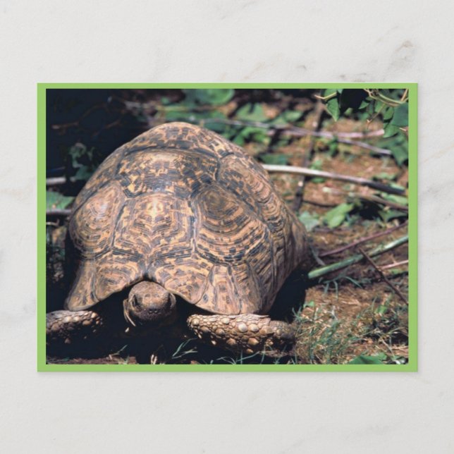 Leopard tortoise vykort (Framsida)