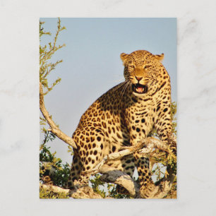 leopard träd vykort
