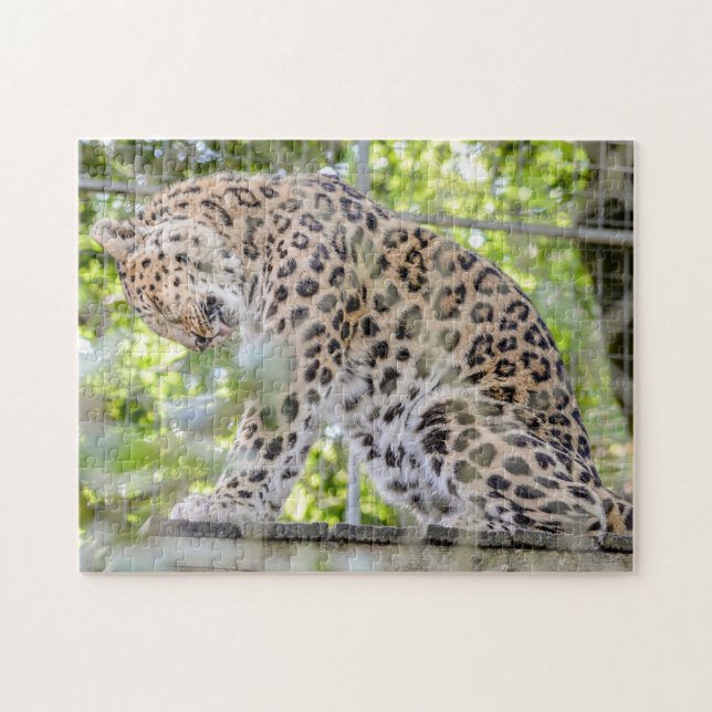 Leopard Tvättande Vild Djurfoto Pussel (Horisontell)