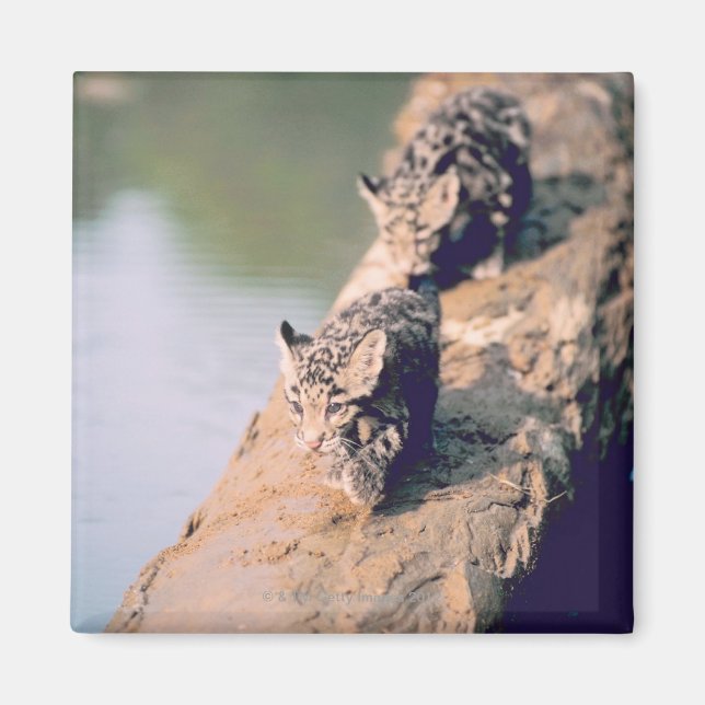 Leopard unge i loggboken magnet (Framsidan)