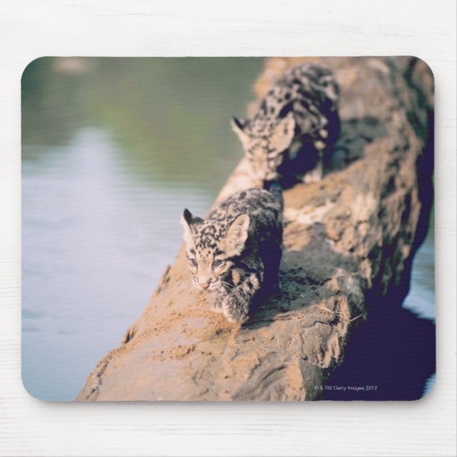 Leopard unge i loggboken musmatta (Framsidan)