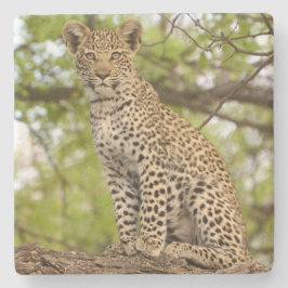 Leopard Unge på en limb. Stenunderlägg