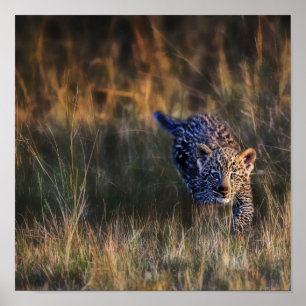 Leopard Unge Panthera Pardus) enligt Poster