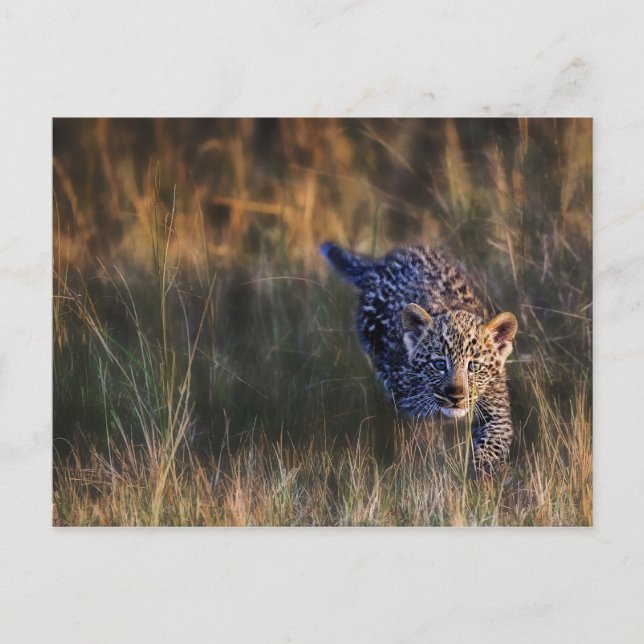 Leopard Unge Panthera Pardus Vykort (Framsida)