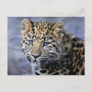 Leopard Unge vykort