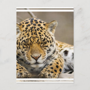 Leopard Unge vykort