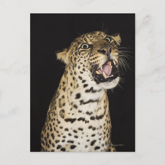 Leopard-uppfödning Vykort (Framsida)