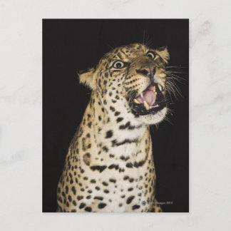 Leopard-uppfödning Vykort