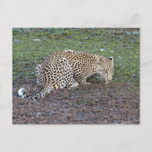 Leopard vänder huvudet mot oss vykort