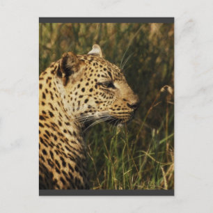 Leopard (varnad & sittande) vykort med vilda djur