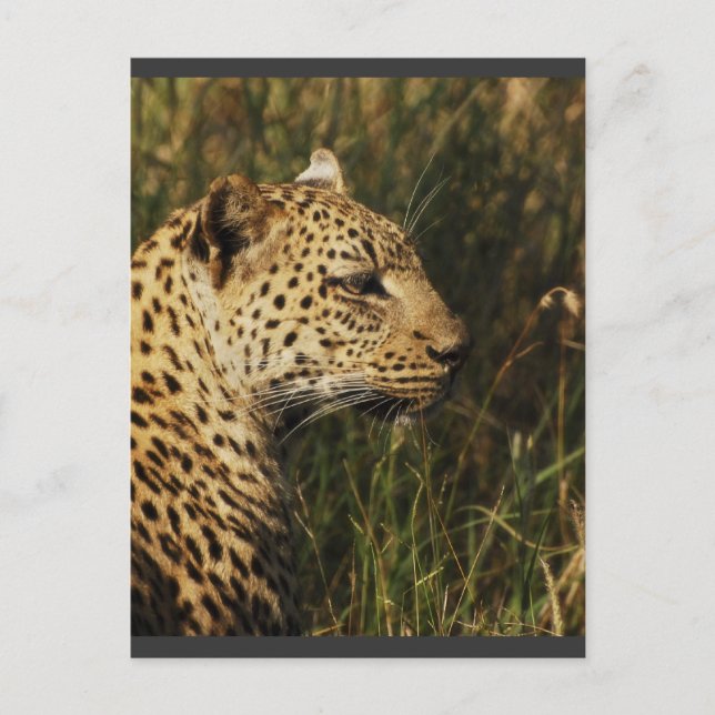 Leopard (varnad & sittande) vykort med vilda djur (Framsida)