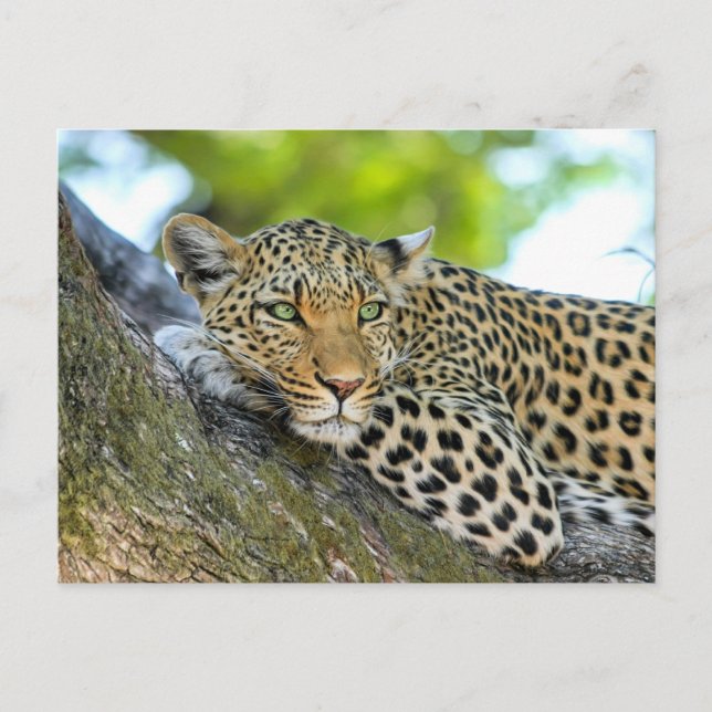 Leopard vilar i ett träd vykort (Framsida)