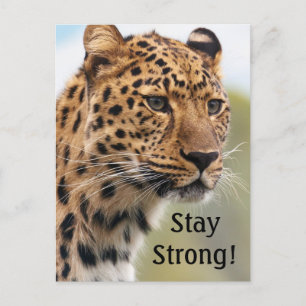 Leopard Vild katt Vykort