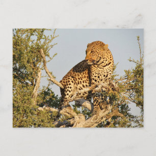 leopard vild vykort