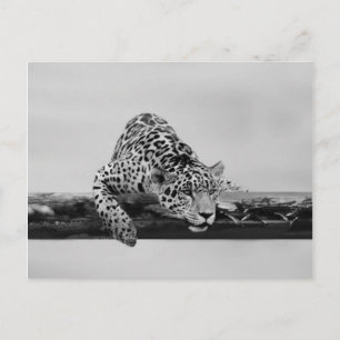 Leopard Vykort
