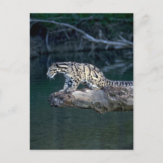 Leopard Vykort (Framsida)