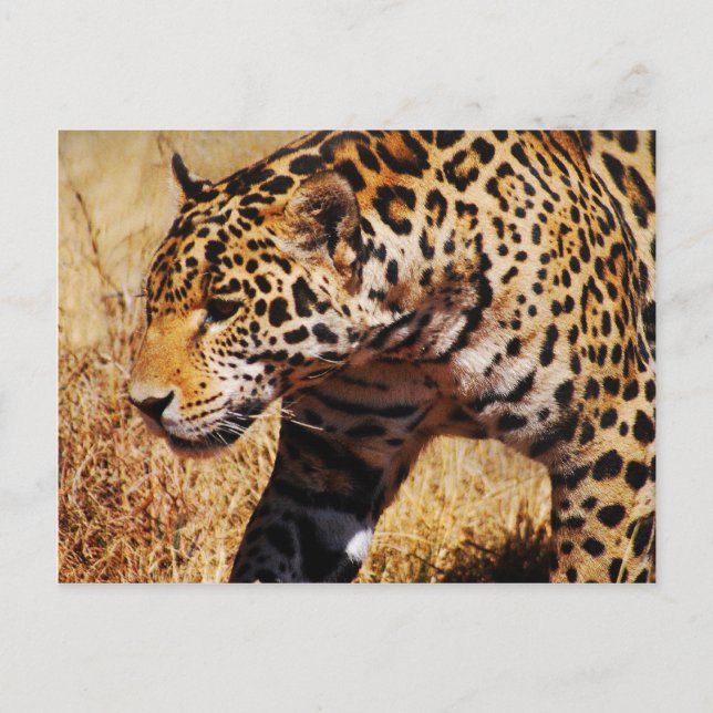 Leopard Vykort (Framsida)