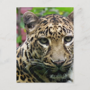 Leopard Vykort
